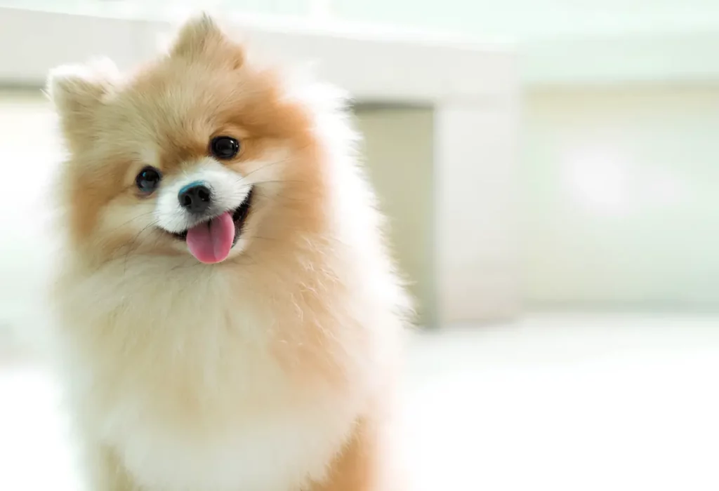 um cachorro da raça lulu da pomerânia com alergias alimentares