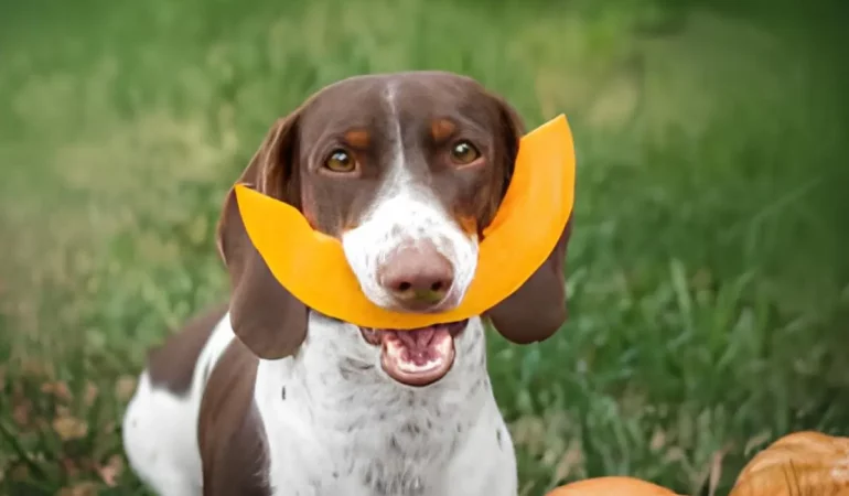 frutas e vegetais para cachorro.