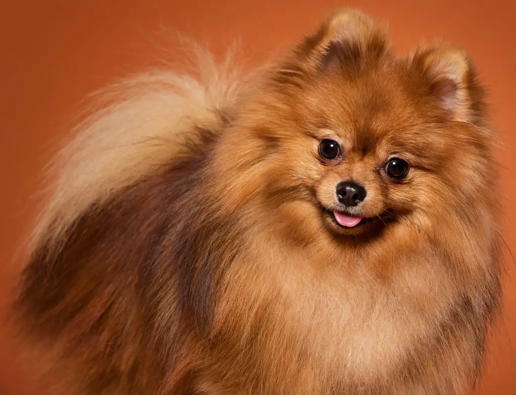 Lulu da Pomerânia caramelo sorrindo