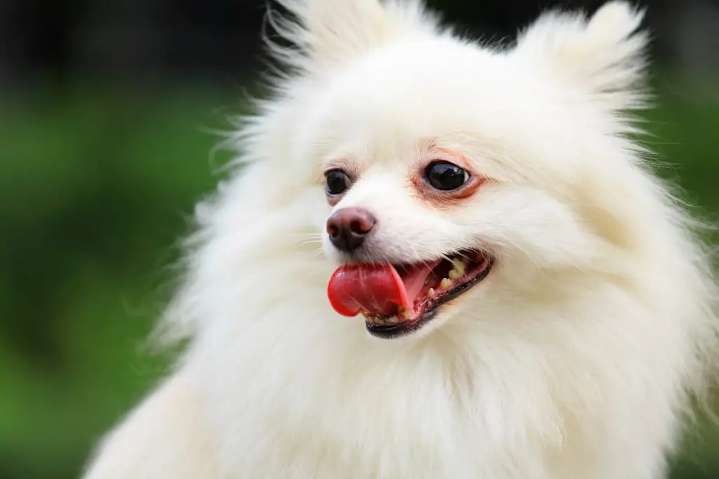 lulu da pomerânia branco com os olhos um pouco inchados em volta