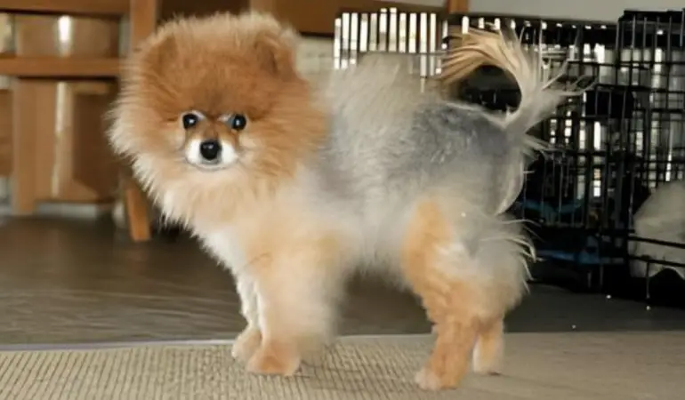 lulu da pomerânia com doença de pele.