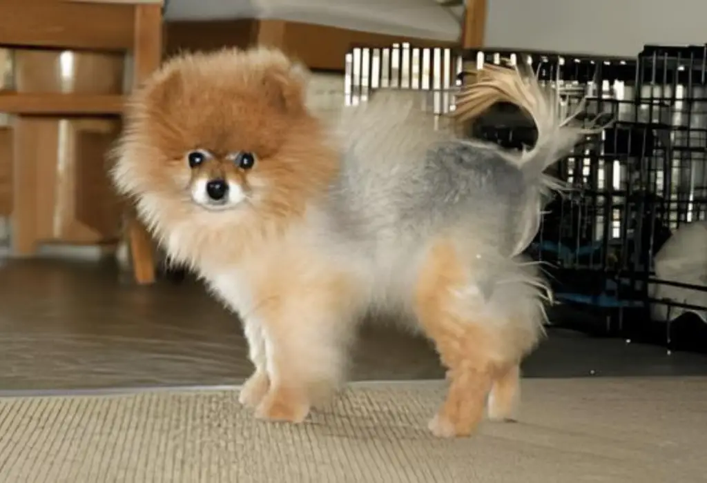 um lulu da pomerânia com problemas de pele 