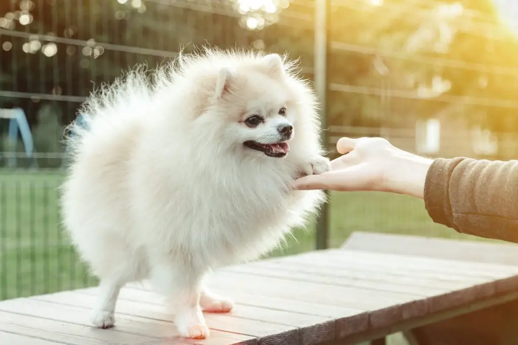 lulu da pomerânia aprendendo a dar a pata