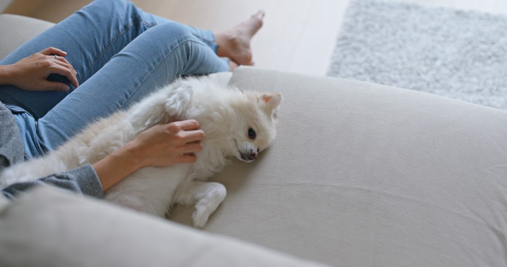 lulu da pomerânia branco deitado no sofá com sua dona