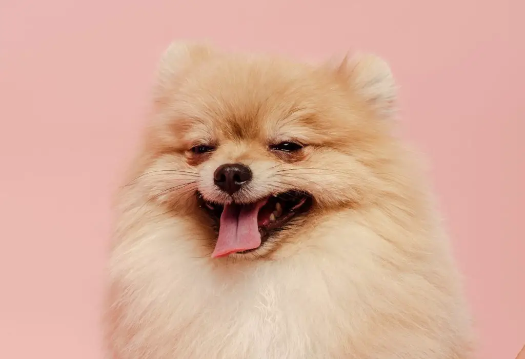 lulu da pomerânia tossindo