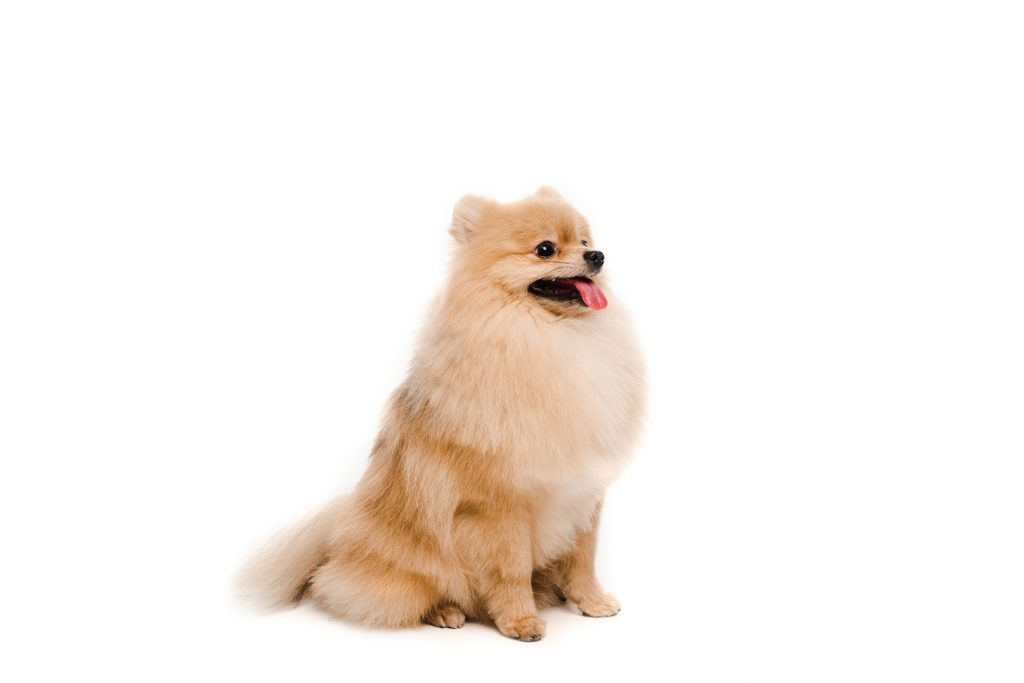 lulu da pomerânia caramelo sentado