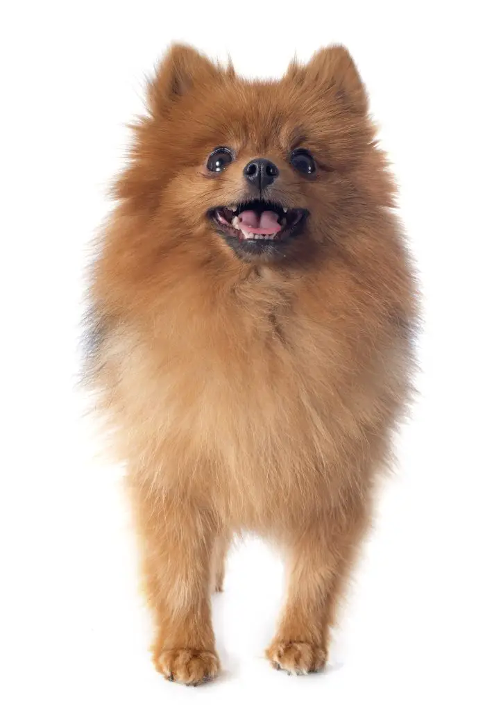 lulu da pomerânia