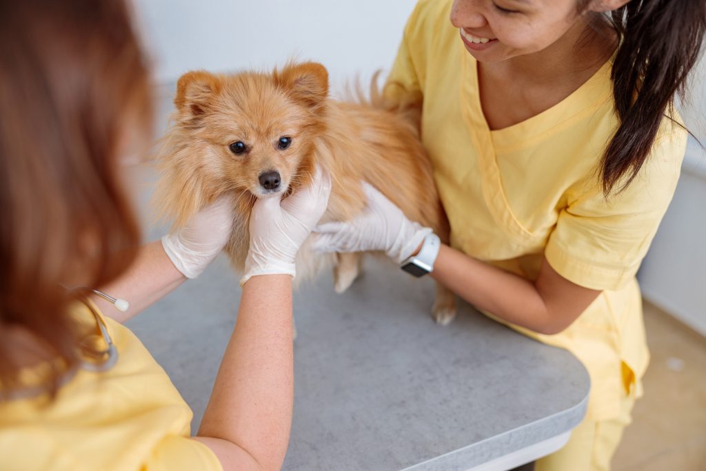 lulu da pomerânia sendo examinado por veterinários