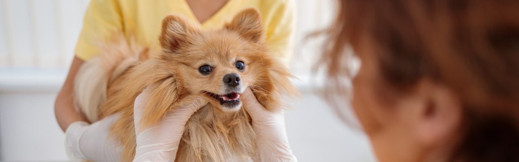 lulu da pomerânia no veterinário