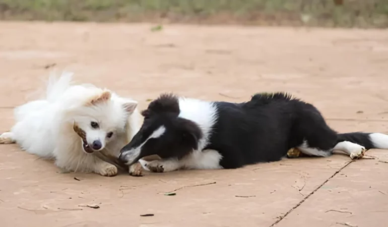 Um cachorro da raça lulu da pomerania se socializando com outro cachorro.