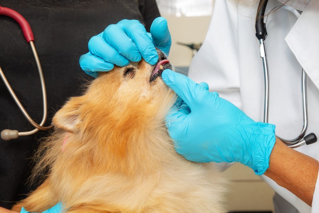 veterinário olhando os dentes do lulu da pomerânia