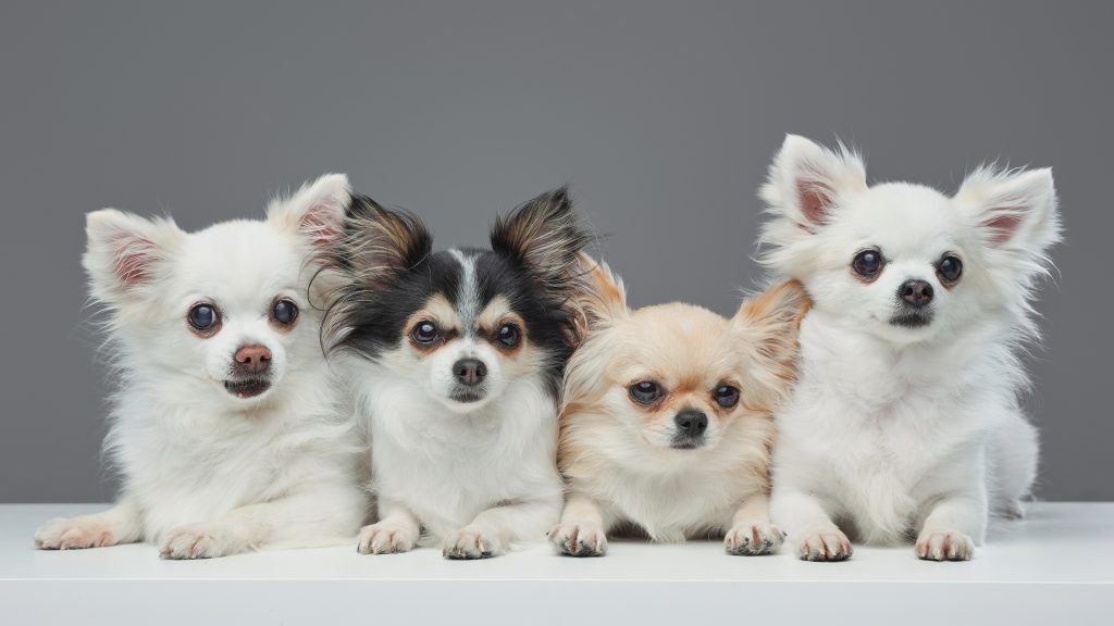 quatro cachorros lulu da pomerânia e chihuahua