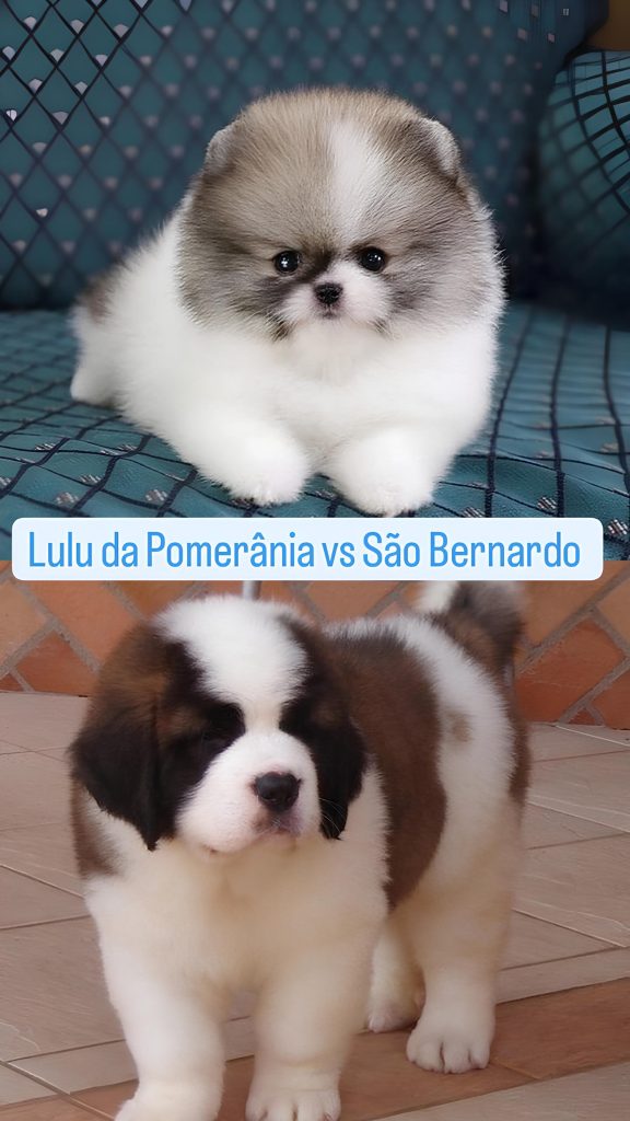 Dois cães sendo um deles da raça lulu da pomerânia filhote e outro também filhote da raça são bernardo.