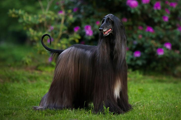 um cão da raça Afghan Hound. de pelagem preta em um gramado com flores ao fundo.