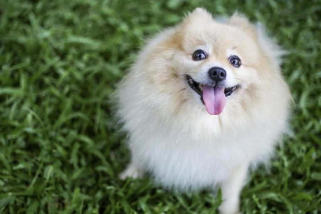 um cão da raça lulu da pomerânia com pelagem branca com língua de fora sentado em um gramado.