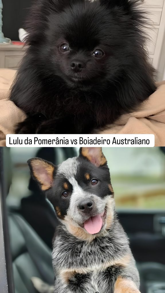 dois cães das raças lulu da pomerânia na pelagem preta e outro da raça boiadeiro australiano ambos filhotes.