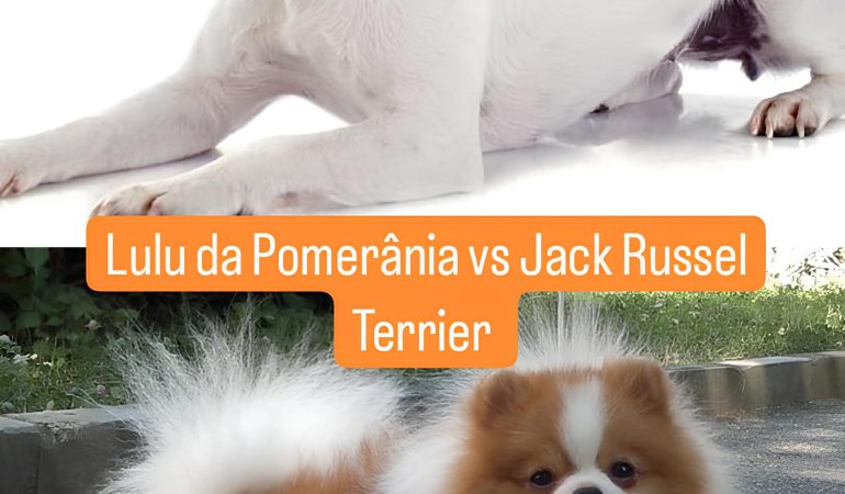 dois cães, sendo um da raça lulu da pomerânia e outro jack russel terrier.