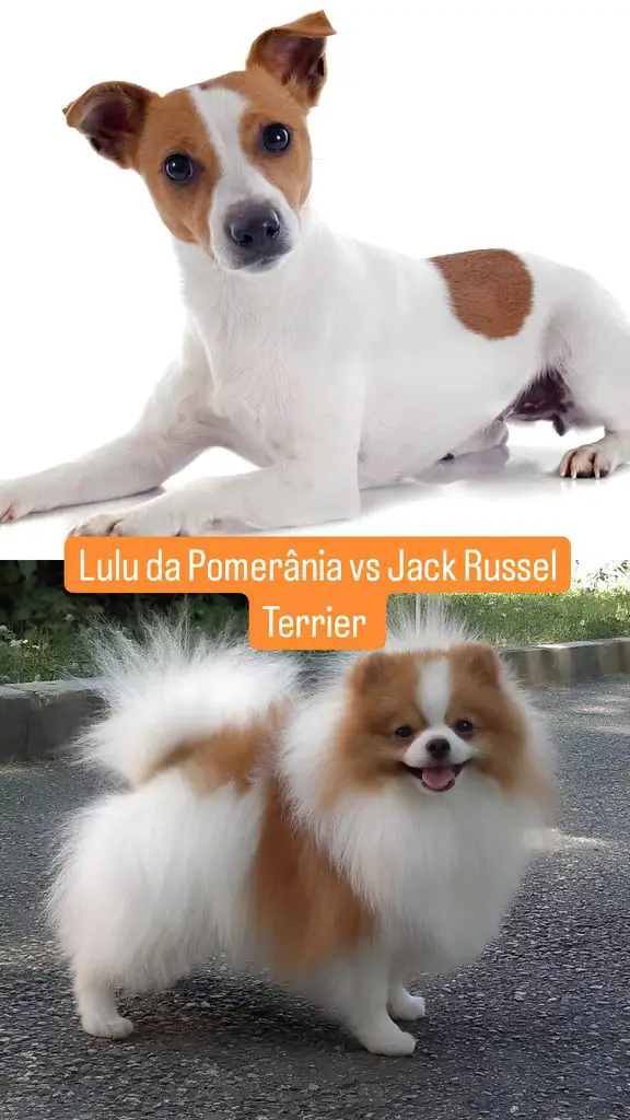 Dois cães sendo um da raça lulu da pomerânia e outro Jack Russel Terrier.