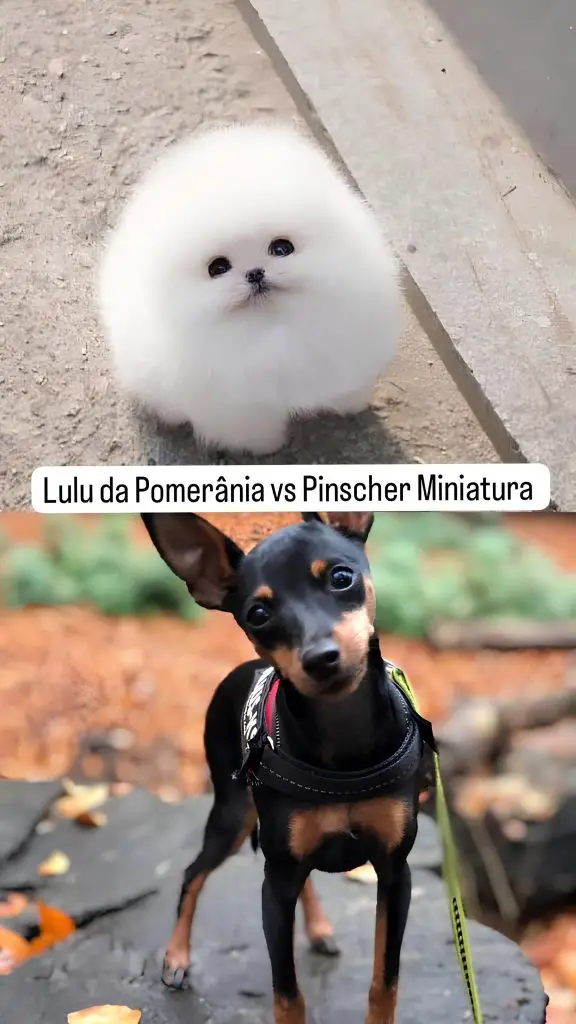 dois cães, sendo um da raça lulu da pomerãnia na pelagem branca filhote e outro pinher miniatura com uma guia preta de passeio.