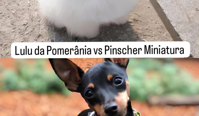 Dois cães, sendo um da raça lulu da pomerânia na pelagem branca e outro da raça pinsher miniatura com uma coleira preta.