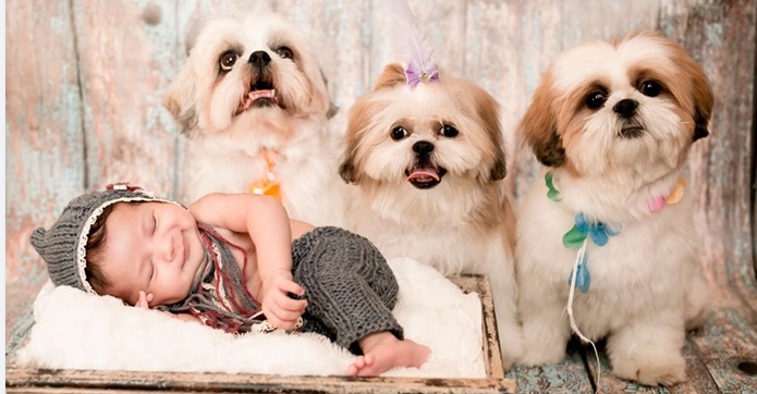 três cachorros da raça shih tzu tirando fotos cum recém nascido fazendo ensaio de newborn.