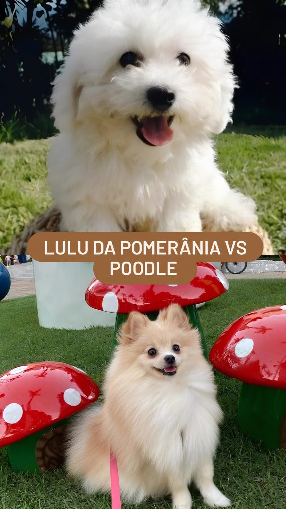 duas raças de cachorros em um jardim sendo uma poodle na cor branco e outro lulu da pomerânia na cor bege claro.