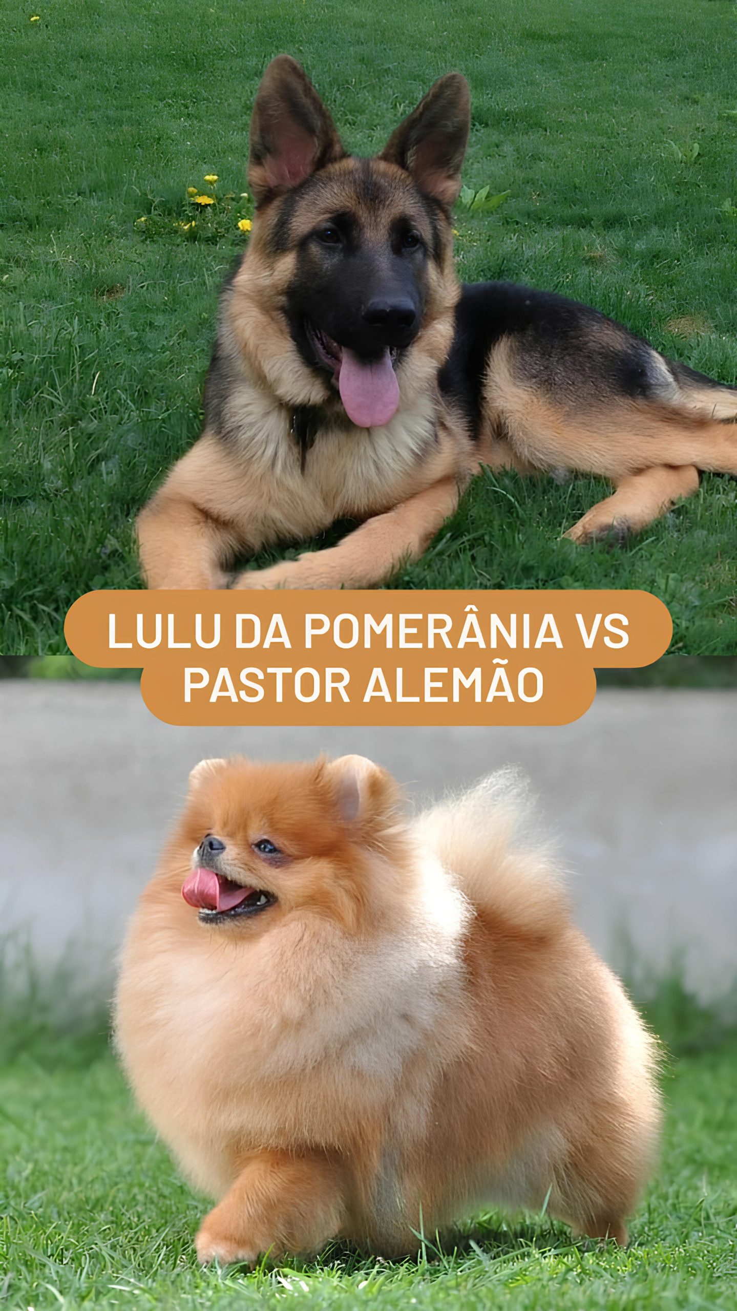 Lulu da Pomerânia vs Pastor Alemão - Lulu da Pomerânia