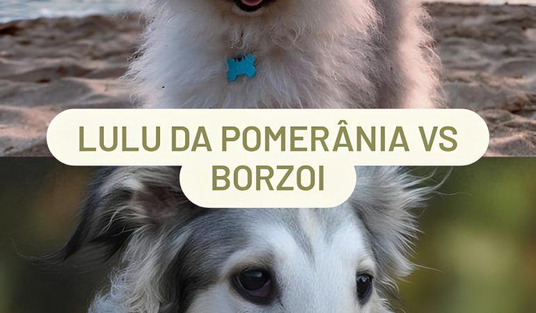 dois cachorros da raça lulu da pomerânia e Borzoi