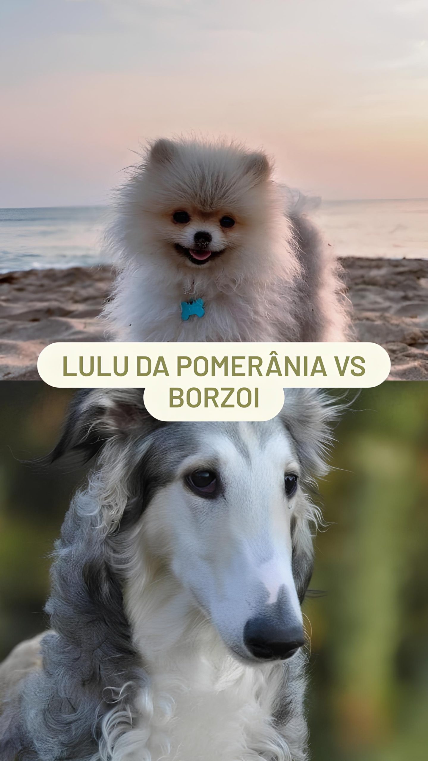 Lulu da Pomerânia vs Dogo Argentino - Lulu da Pomerânia
