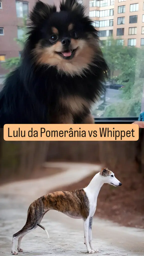 Dois cães da raça lulu da pomerânia e whippet.