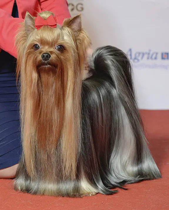 uma cadelinha da raça yorkshire terrier com pelagem grande lisa e com uma lacinho na cabeça.