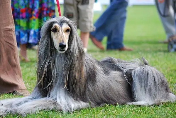 um cão da raça Afghan Hound na pelagem cinza deitado descansando em um gramado, uma pessoa a segurando com uma guia de passeio.