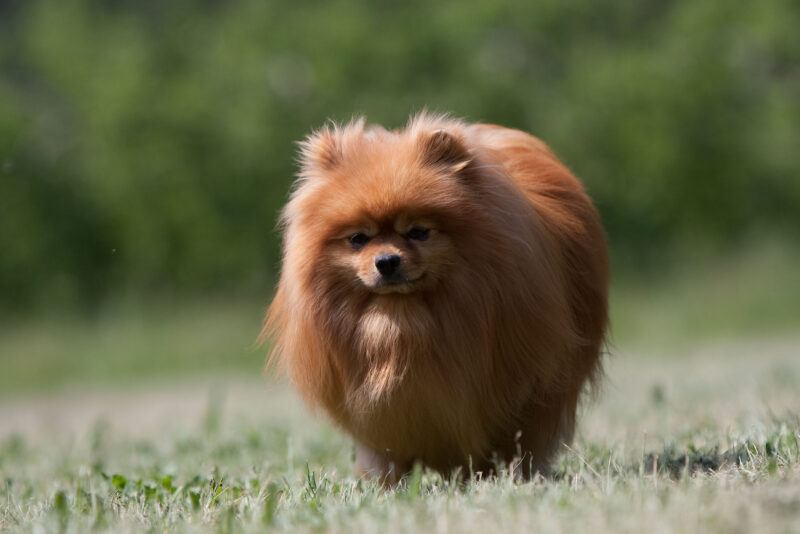 um cão da raça lulu da pomerânia na cor marrom escuro em um gramado.