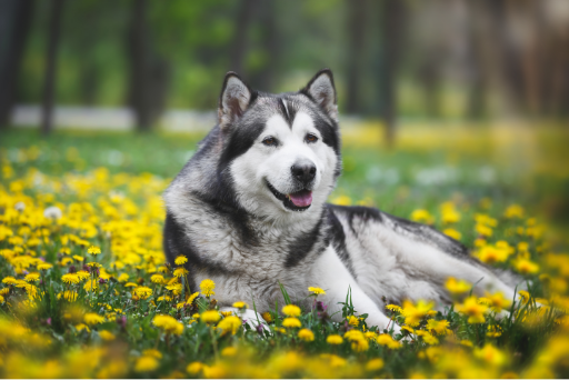 um cão da raça malamute deitado em um jardim com flores amarelas em um dia de sol.