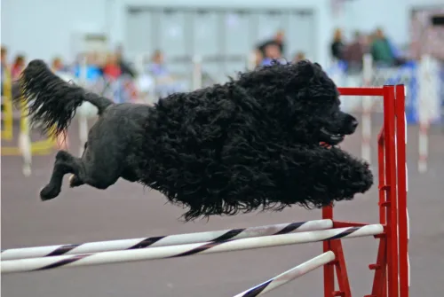 um cachorro da raça cão d´água pulando em uma competição.