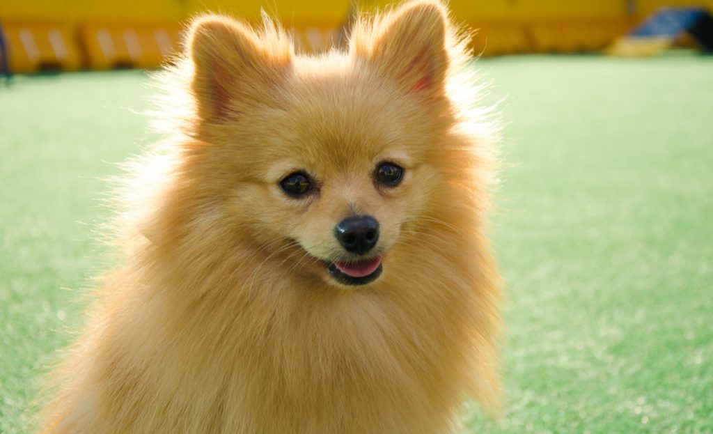um cão da raça lulu da pomerânia em um gramado.