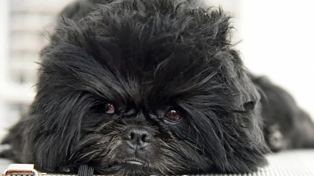 um cão da raça affenpinsher deitado.