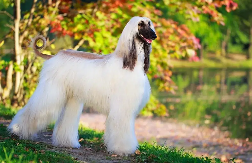 um cão da raça Afghan Hound na pelagem branca em um parque com árvores, flores, rio e gramado em um dia de sol.