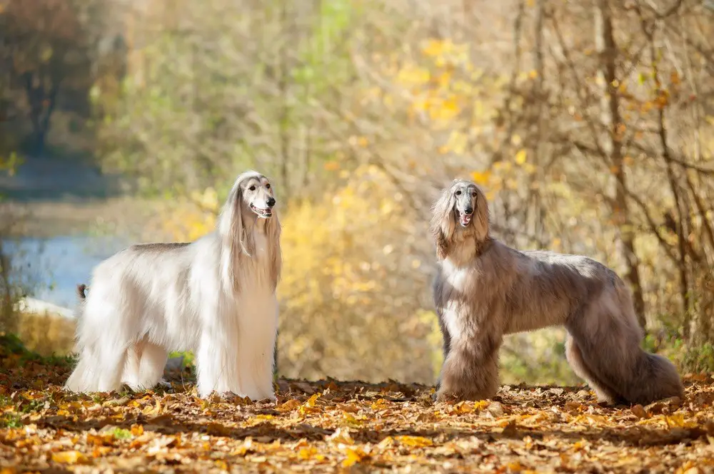 dois cães da raça Afghan Hound em um bosque em um dia de outono.