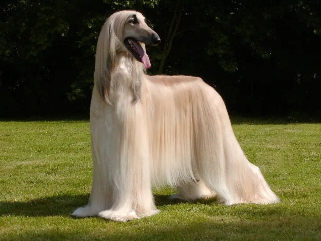 um cão da raça Afghan Hound em um gramado no dia ensolarado.
