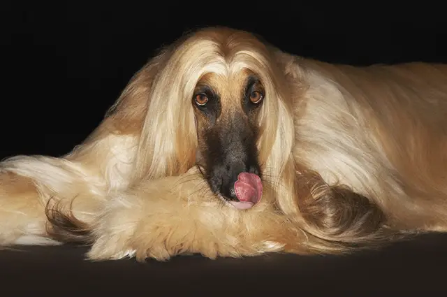 um cão da raça Afghan Hound deitado ao chão.