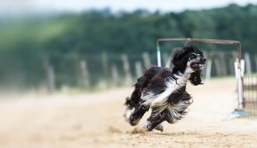 um cão da raça Afghan Hound correndo em um espaço com areia.