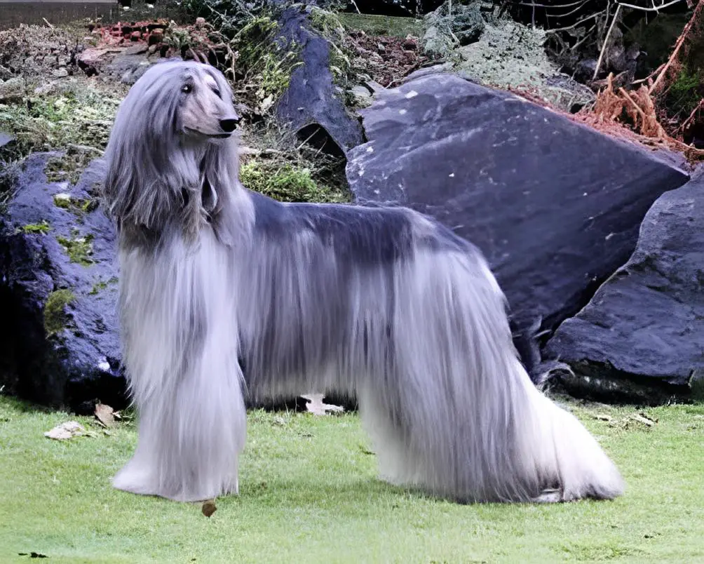 um cão da raça Afghan Hound na pelagem cinza em um gramado, ao fundo pedras grandes.