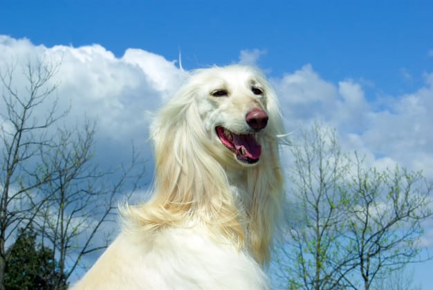 um cão da raça Afghan Hound na pelagem branca em um dia de sol.