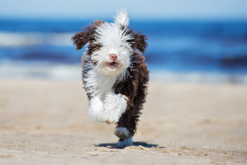 um cachorro filhote da raça cão d´água português correndo em uma areia de praia em um dia de sol.