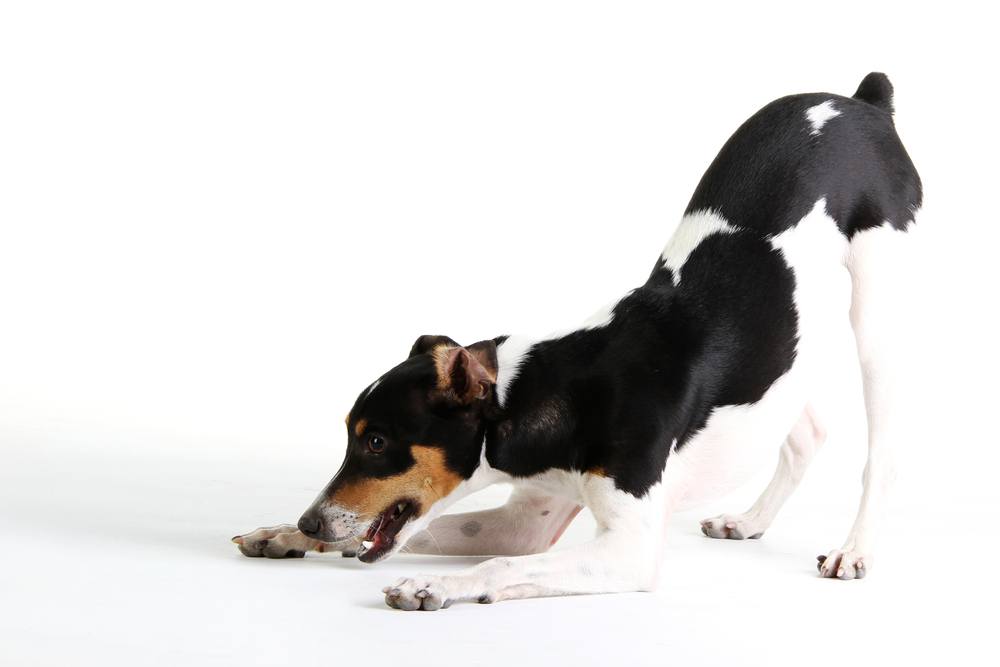 um cão da raça fox paulisitinha comendo ossinho pet.