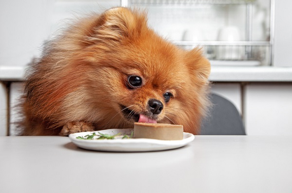 lulu da pomerania comendo em um prato em cima da mesa.