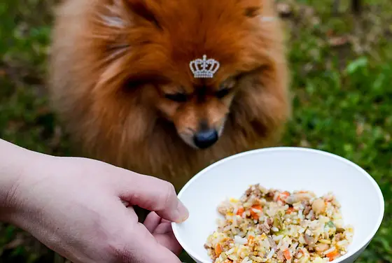 um cão da raça lulu da pomerânia sendo alimentado com uma tigela de comida por uma pessoa.