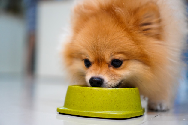 um cachorro da raça lulu da pomerânia comendo ração em uma tigela verde.