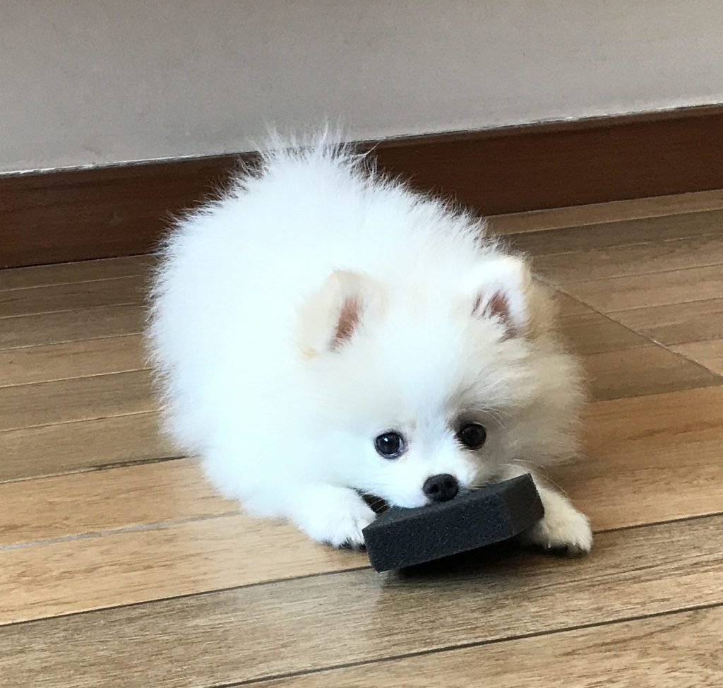 um cão da raça lulu da pomerânia com pelagem branca deitado no chão brincando com uma esponjinha preta.